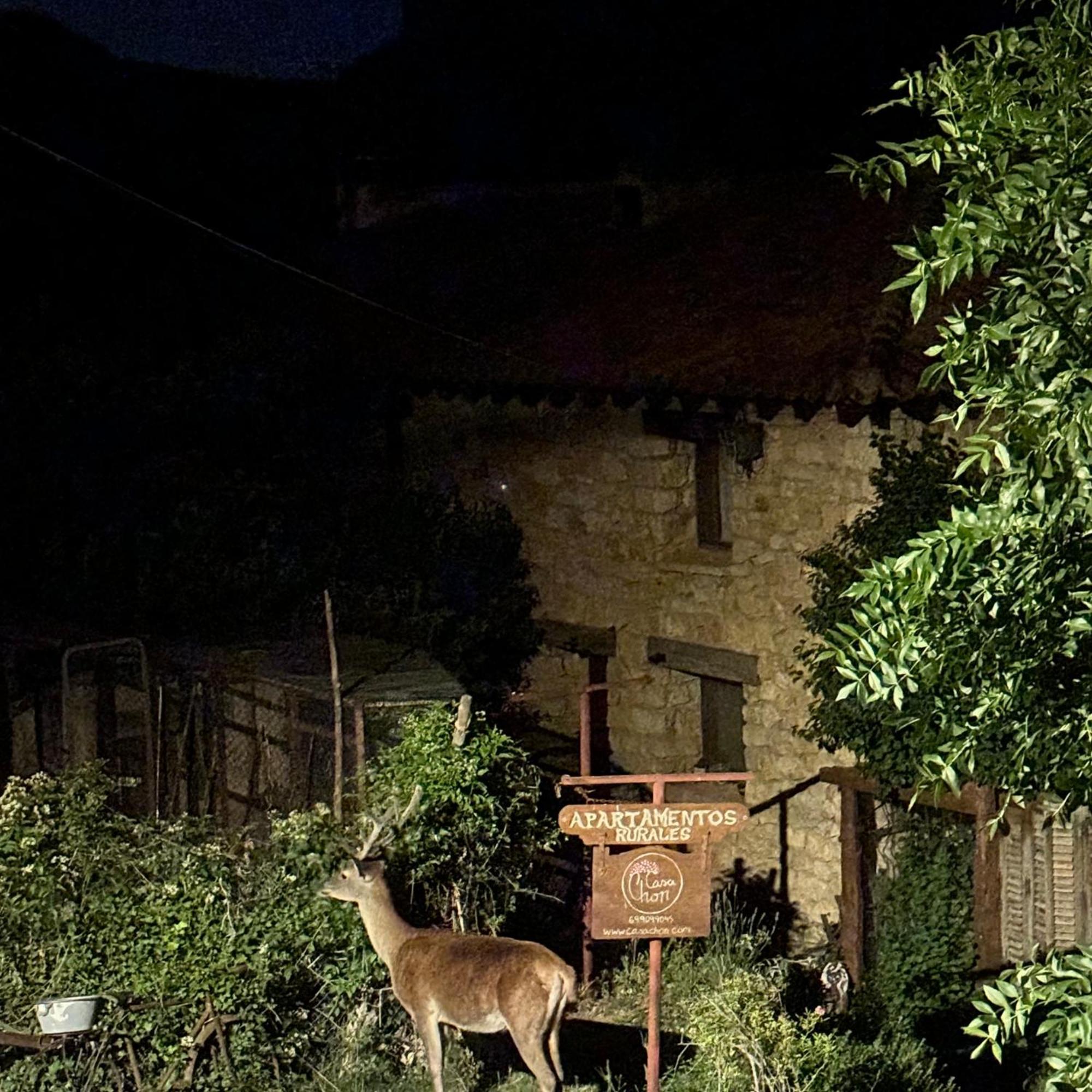 Casas Rurales Chon Alto Tajo Peralejos de las Truchas Eksteriør billede
